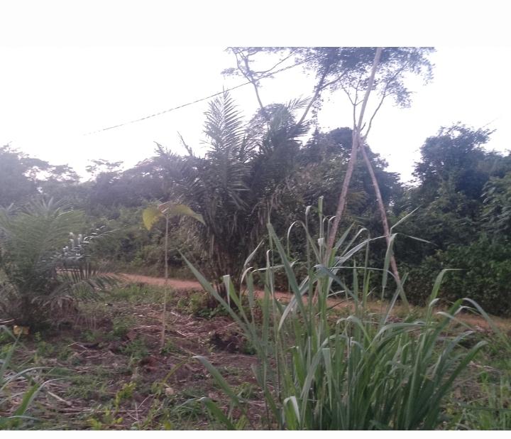 Vente d'un Terrain à 13.000.000 FCFA  : Atlantique-Allada (Ayou hangnan)